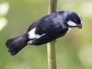 - Lined Seedeater