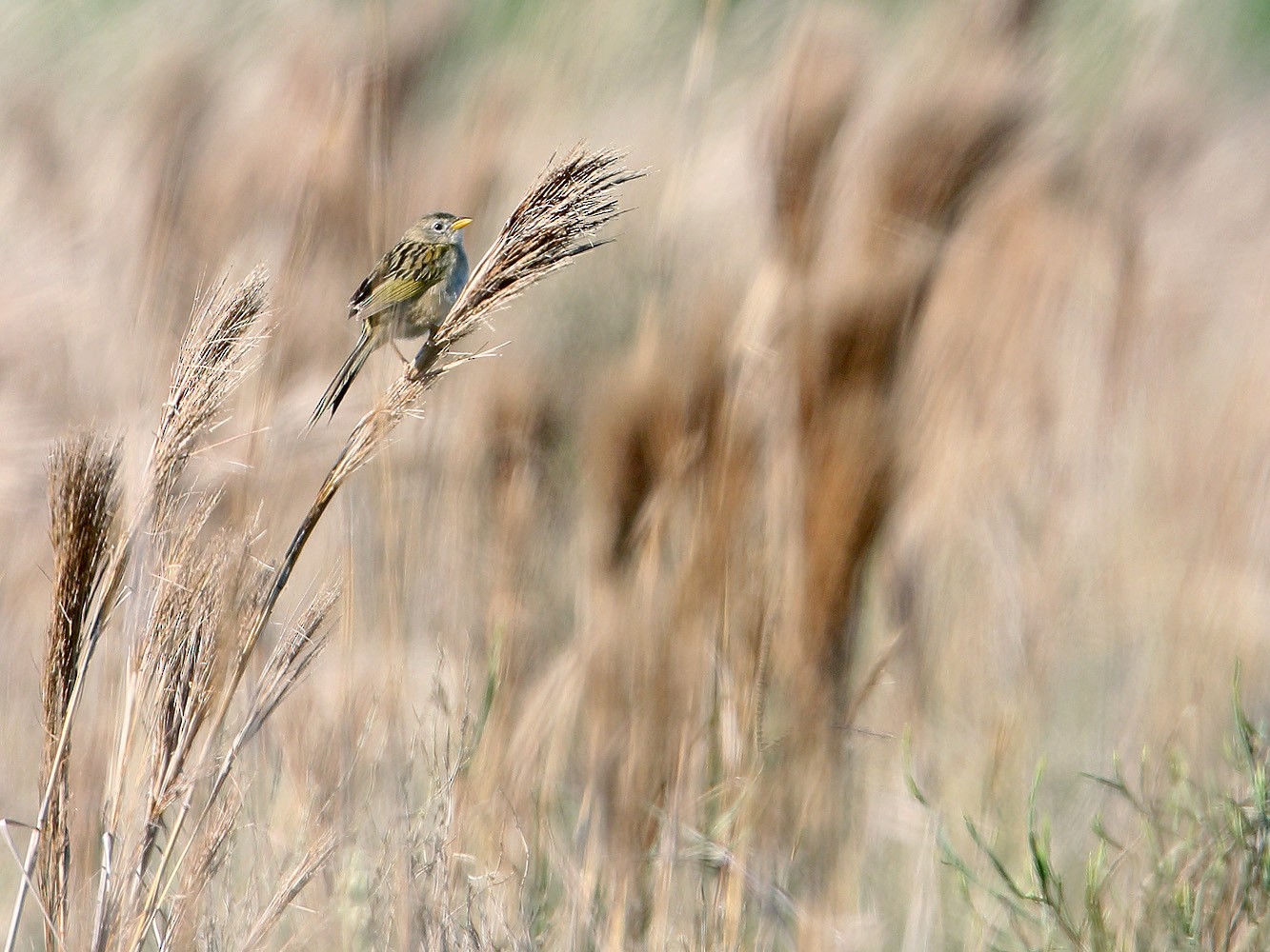 Lesser Grass-Finch - Martjan Lammertink