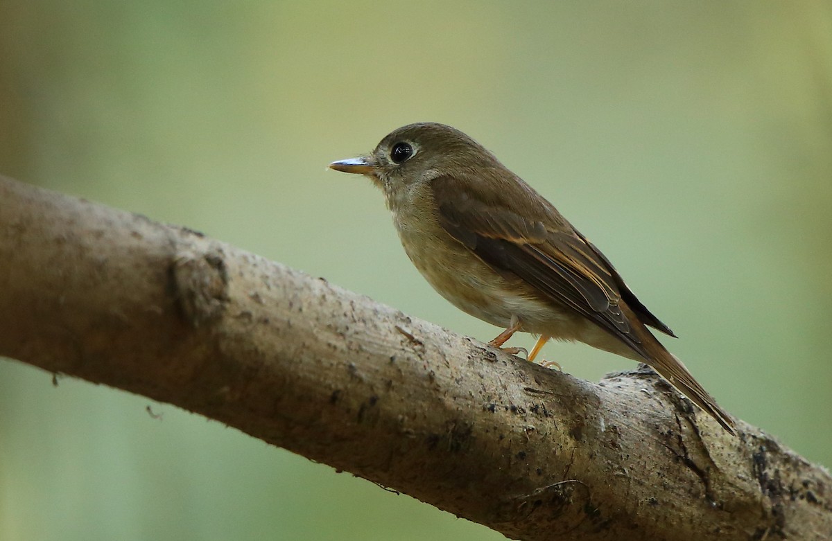 Brown-breasted Flycatcher - ML83296951