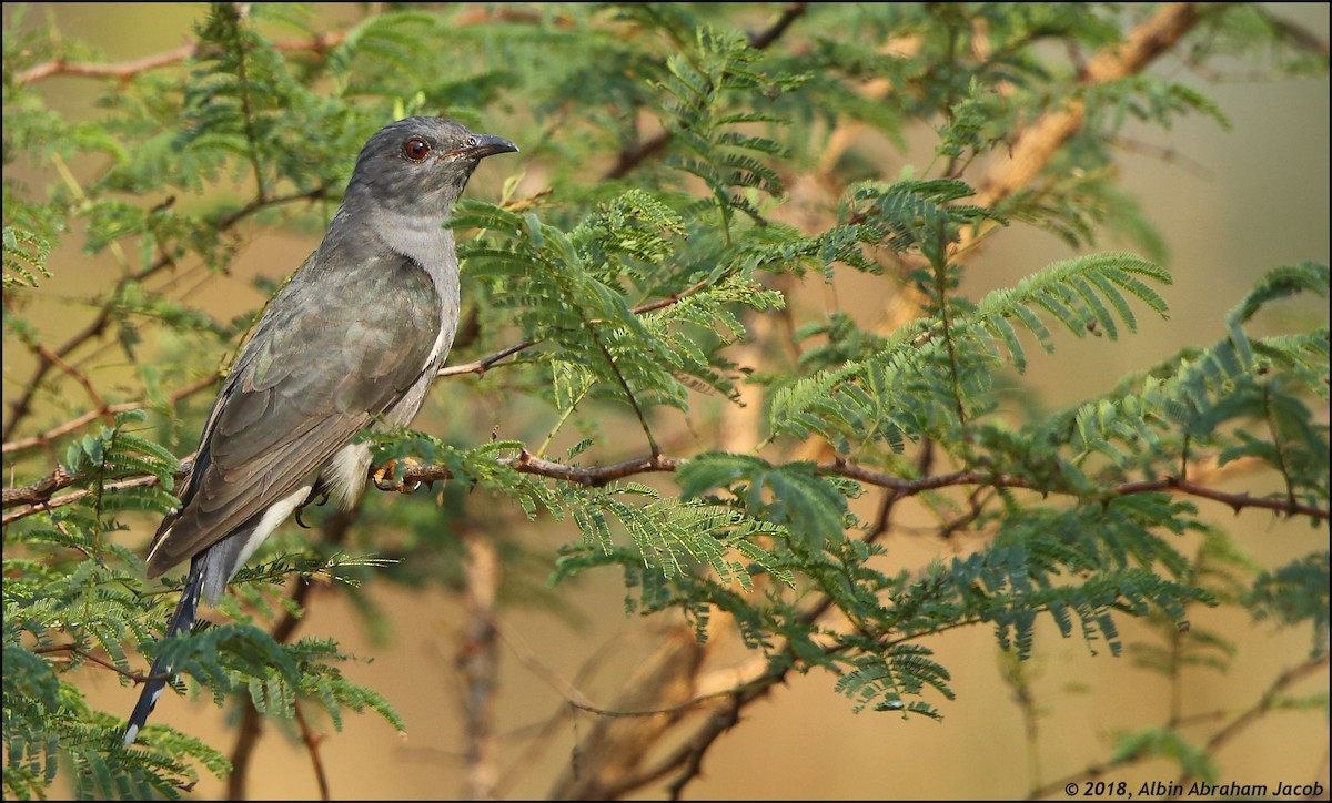Gray-bellied Cuckoo - ML83297031