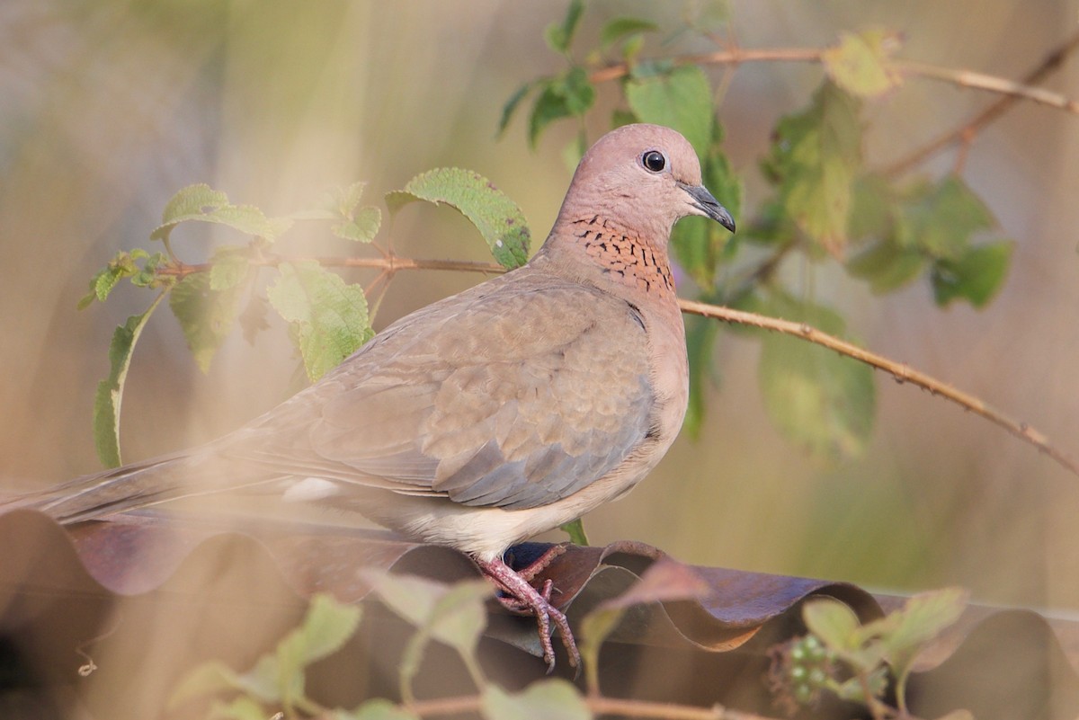 Laughing Dove - ML83298061