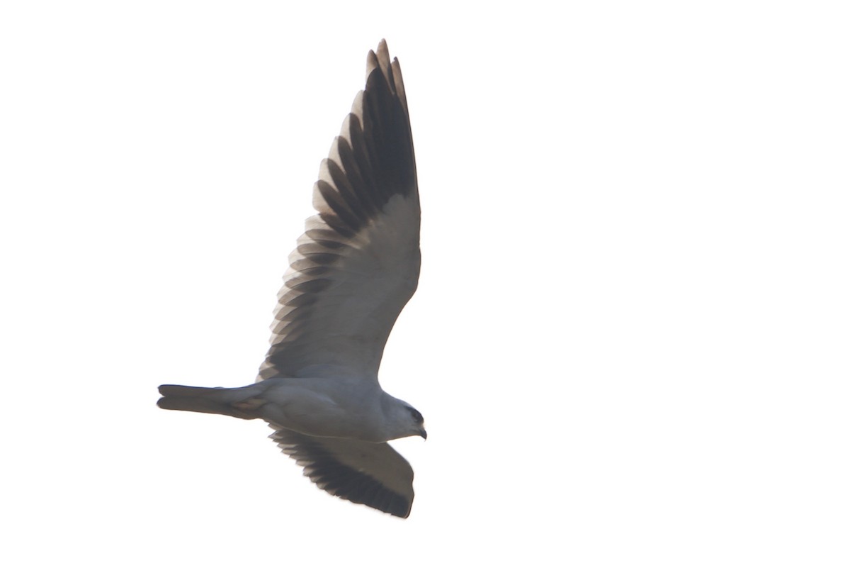 Black-winged Kite - ML83298351