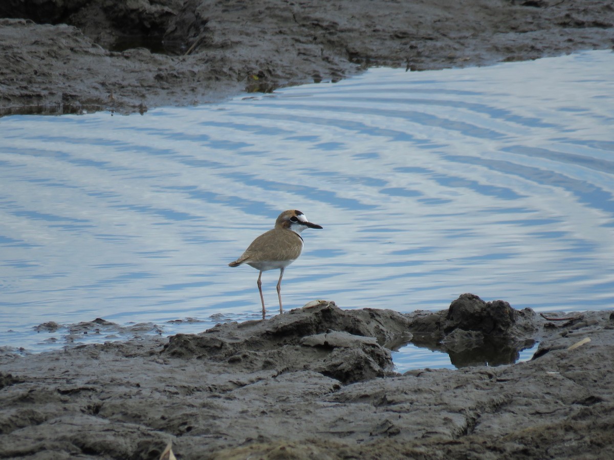Collared Plover - ML83300901