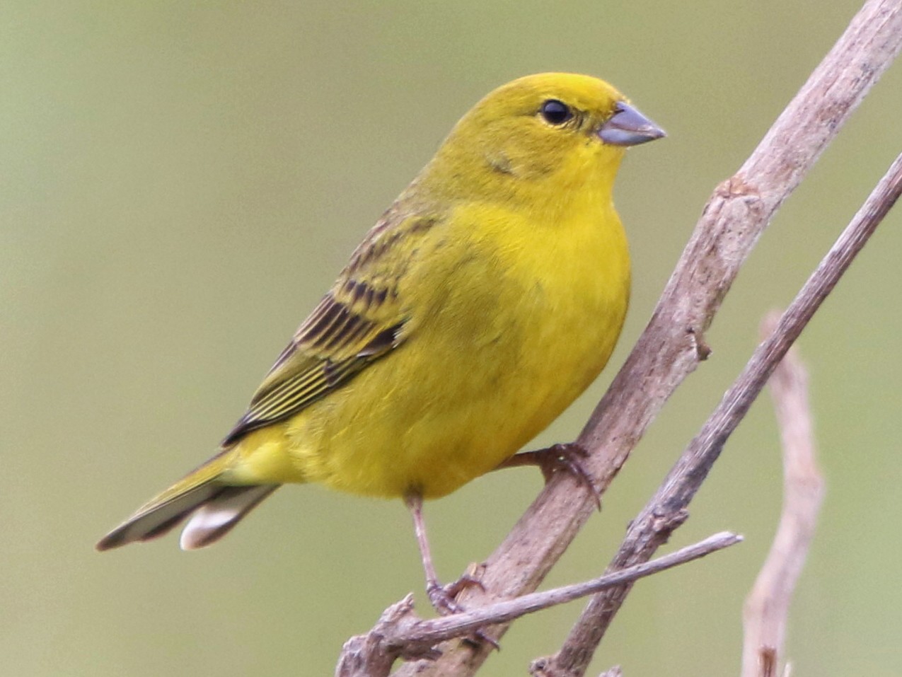 Yellow Finch