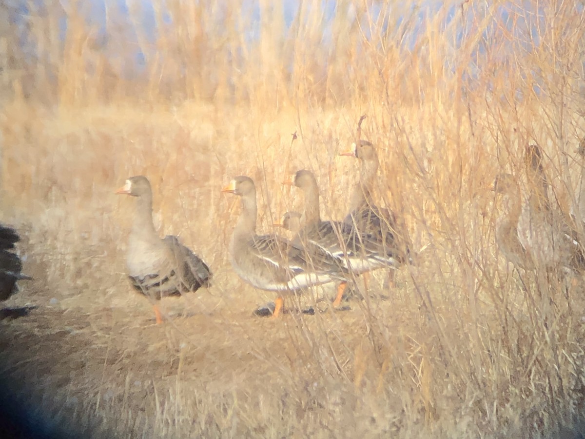 Greater White-fronted Goose - Todd Michael Day