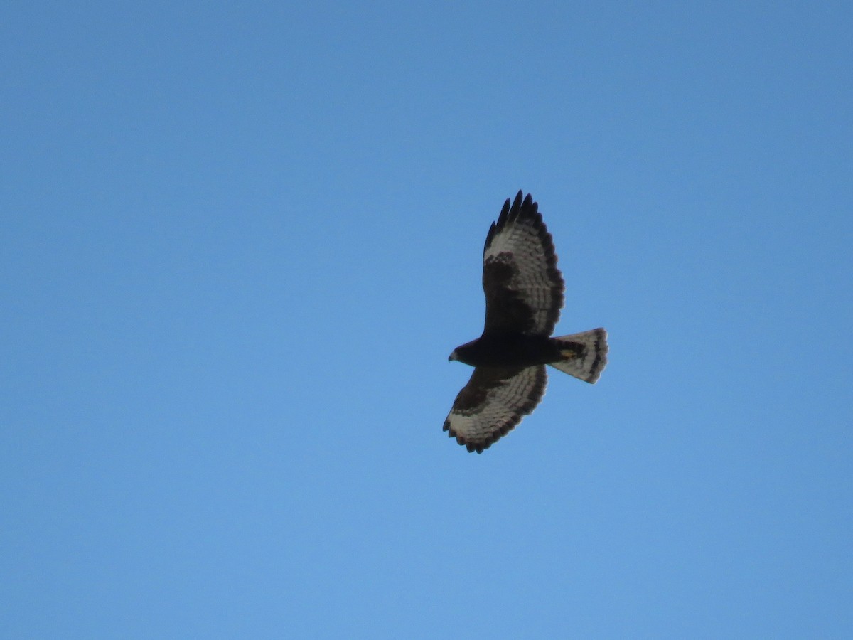 Short-tailed Hawk - John van Dort
