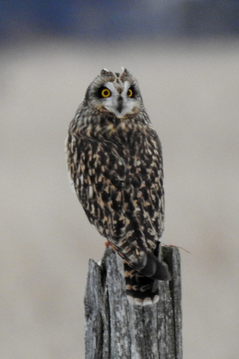 Short-eared Owl - Lydia Machczynski