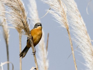 นกเต็มวัย - Diego Oscar / Sandpiper Birding & Tours - ML83302391