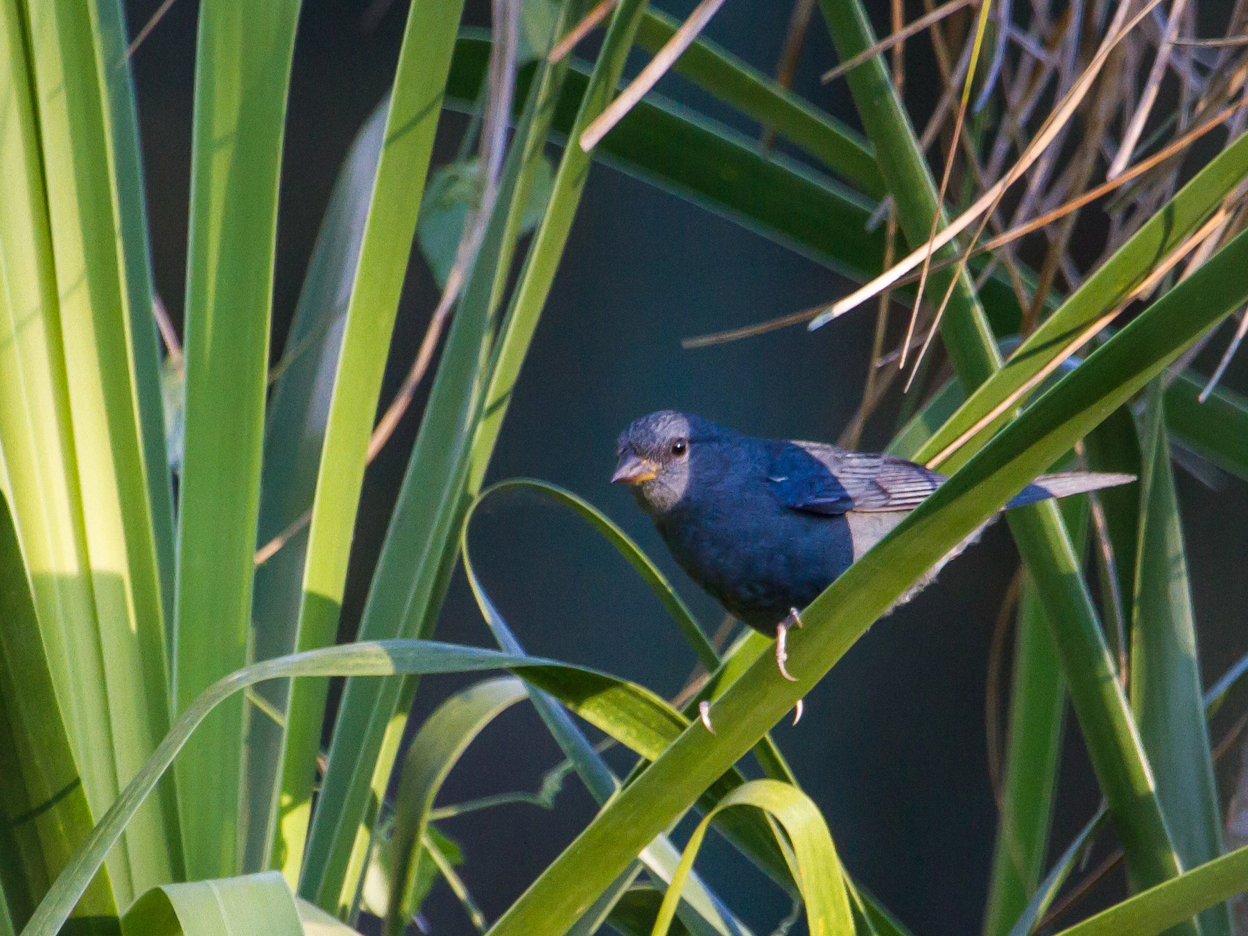 Uniform Finch - Zé Edu Camargo