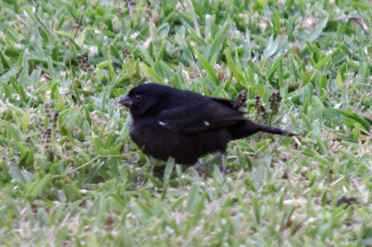Variable Seedeater - ML83303231