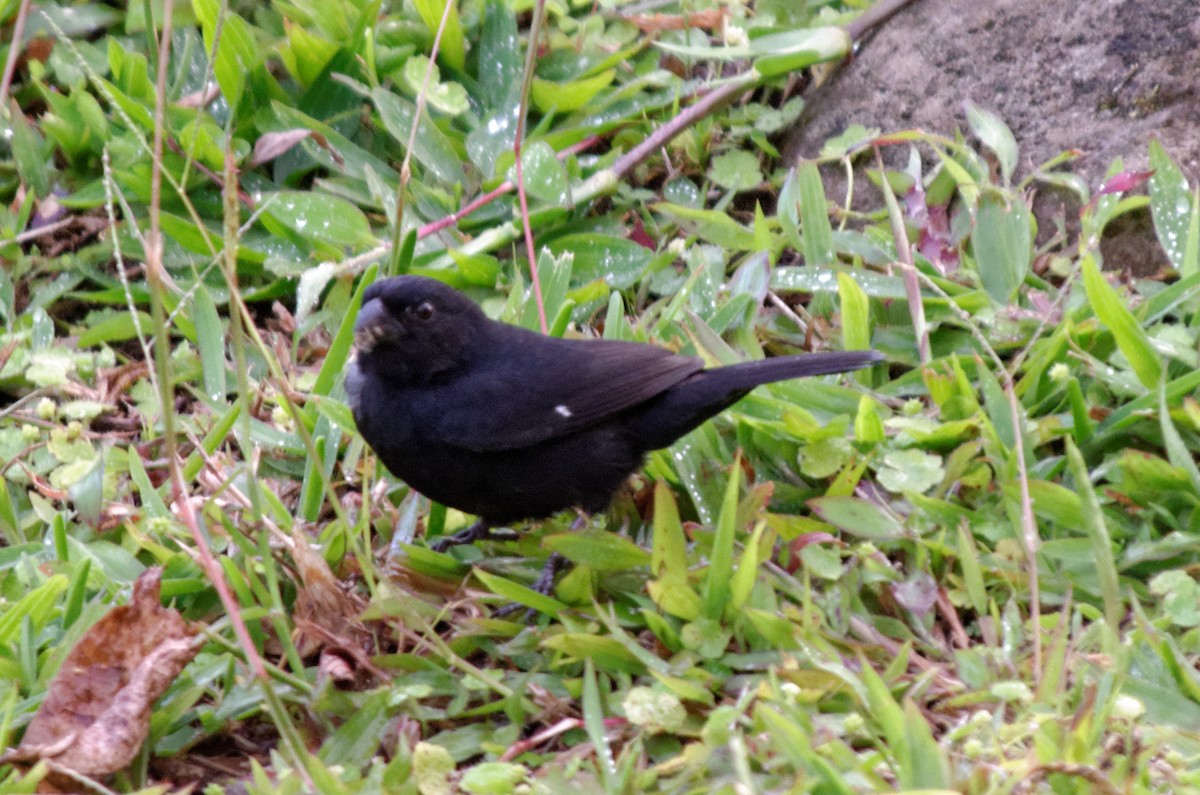 Variable Seedeater - ML83303251