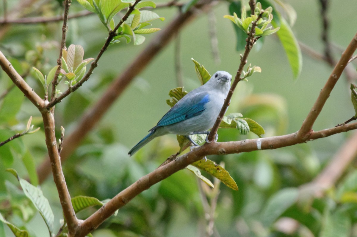 Blue-gray Tanager - ML83303541