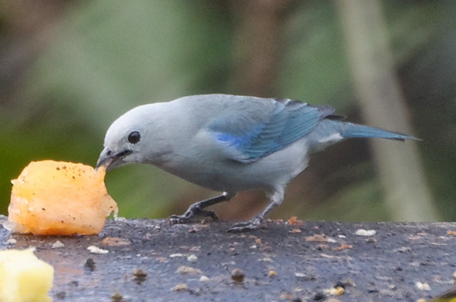 Blue-gray Tanager - ML83303551