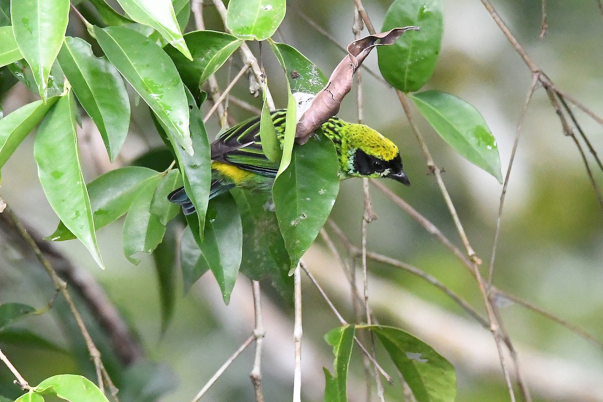 Green-and-gold Tanager - ML83305071