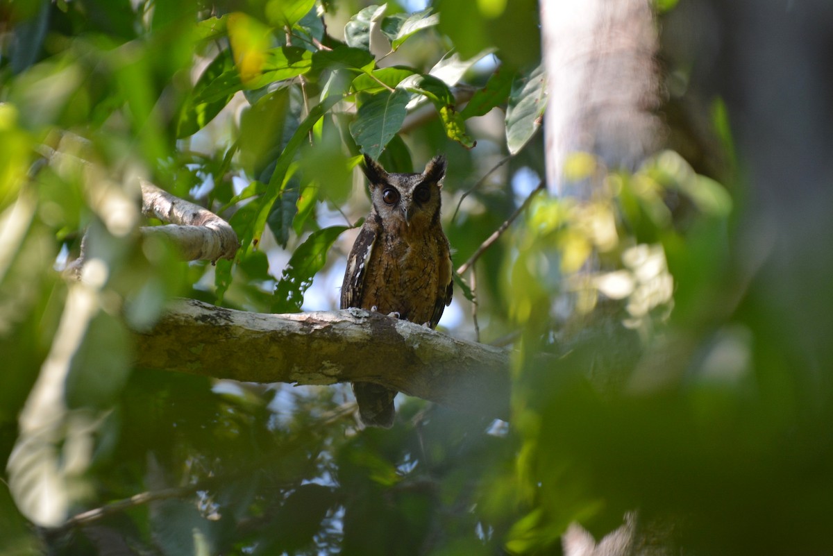 Tawny-bellied Screech-Owl - Henry Cook