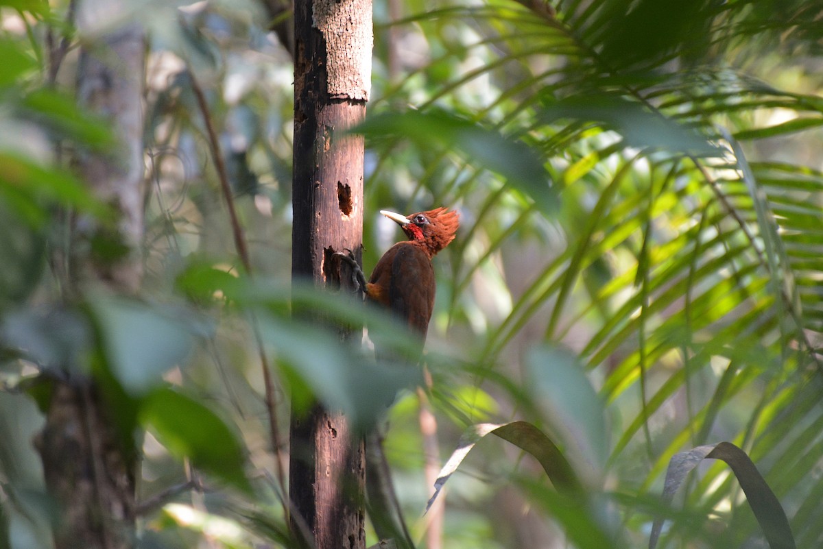 Chestnut Woodpecker - Henry Cook
