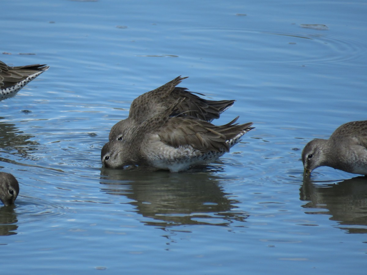 Long-billed Dowitcher - ML83307321