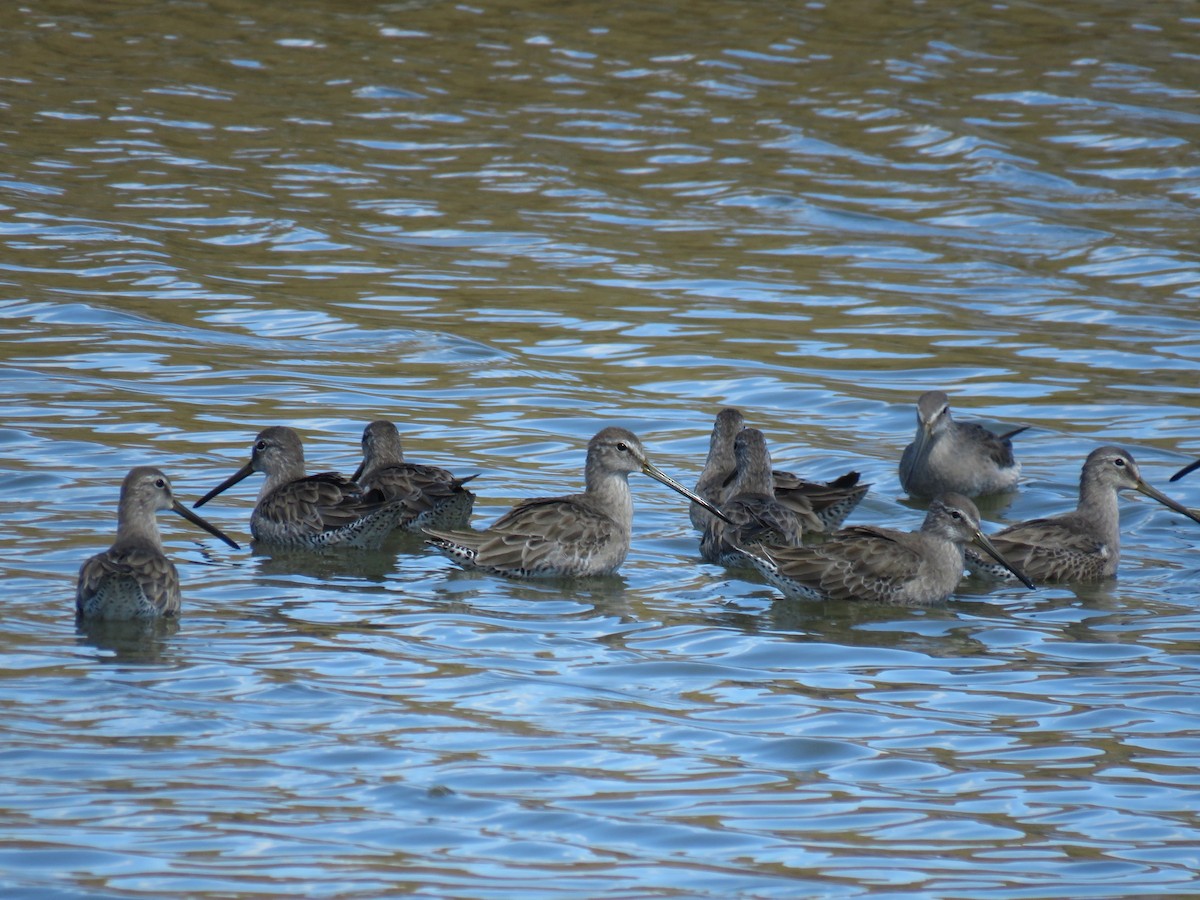 Long-billed Dowitcher - ML83307521