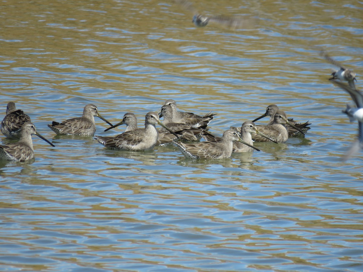 Long-billed Dowitcher - ML83307671