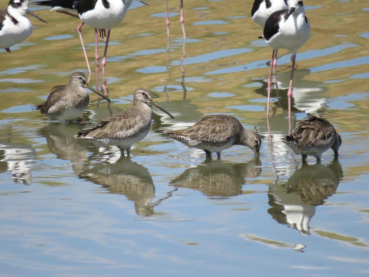 Long-billed Dowitcher - ML83308491