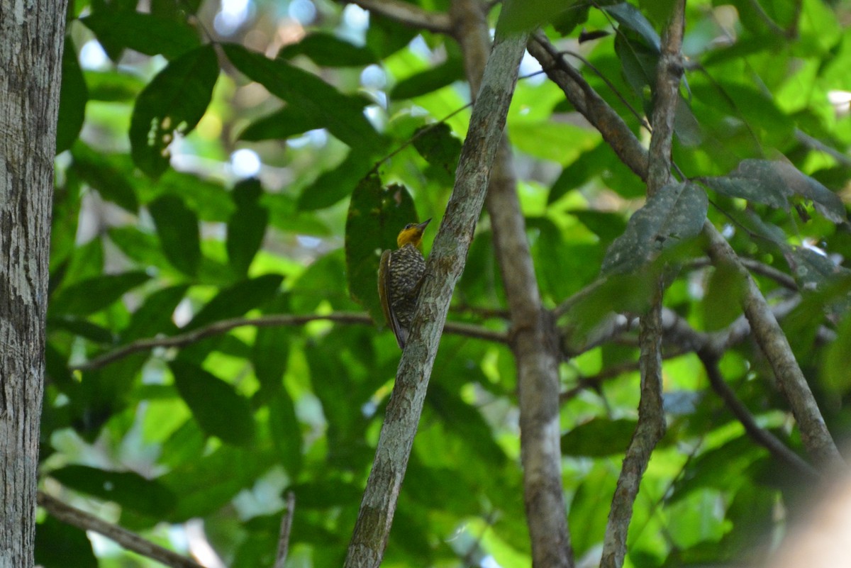 Yellow-throated Woodpecker - Henry Cook