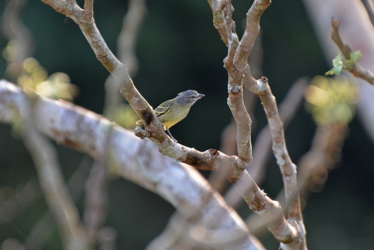 Guianan Tyrannulet - Henry Cook