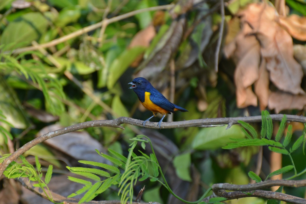Rufous-bellied Euphonia - Henry Cook