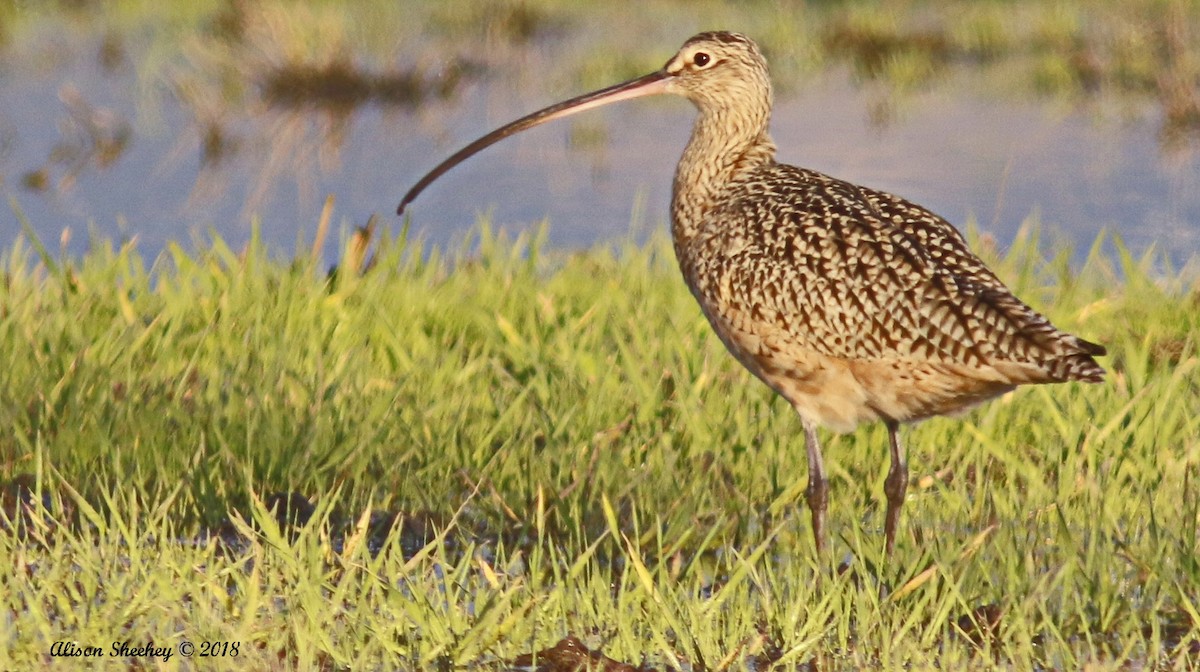 Long-billed Curlew - ML83309601