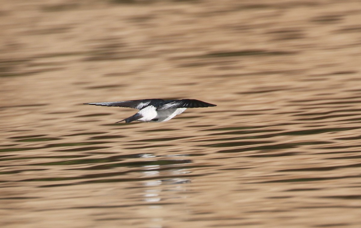 White-winged Swallow - ML83310061
