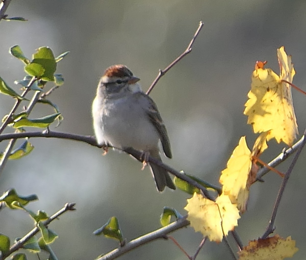 Chipping Sparrow - Claire Herzog