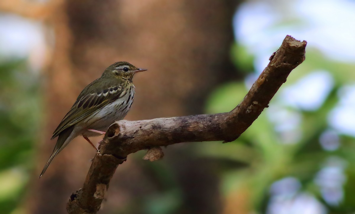 Olive-backed Pipit - ML83310641
