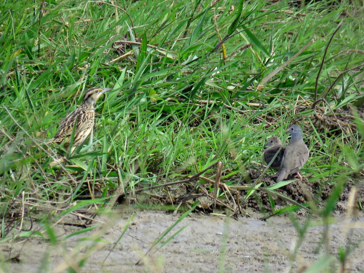 Plain-breasted Ground Dove - ML83310721