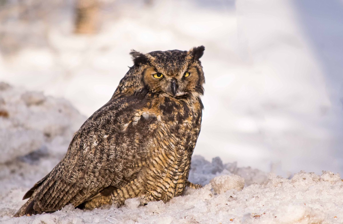 Great Horned Owl - ML83312421