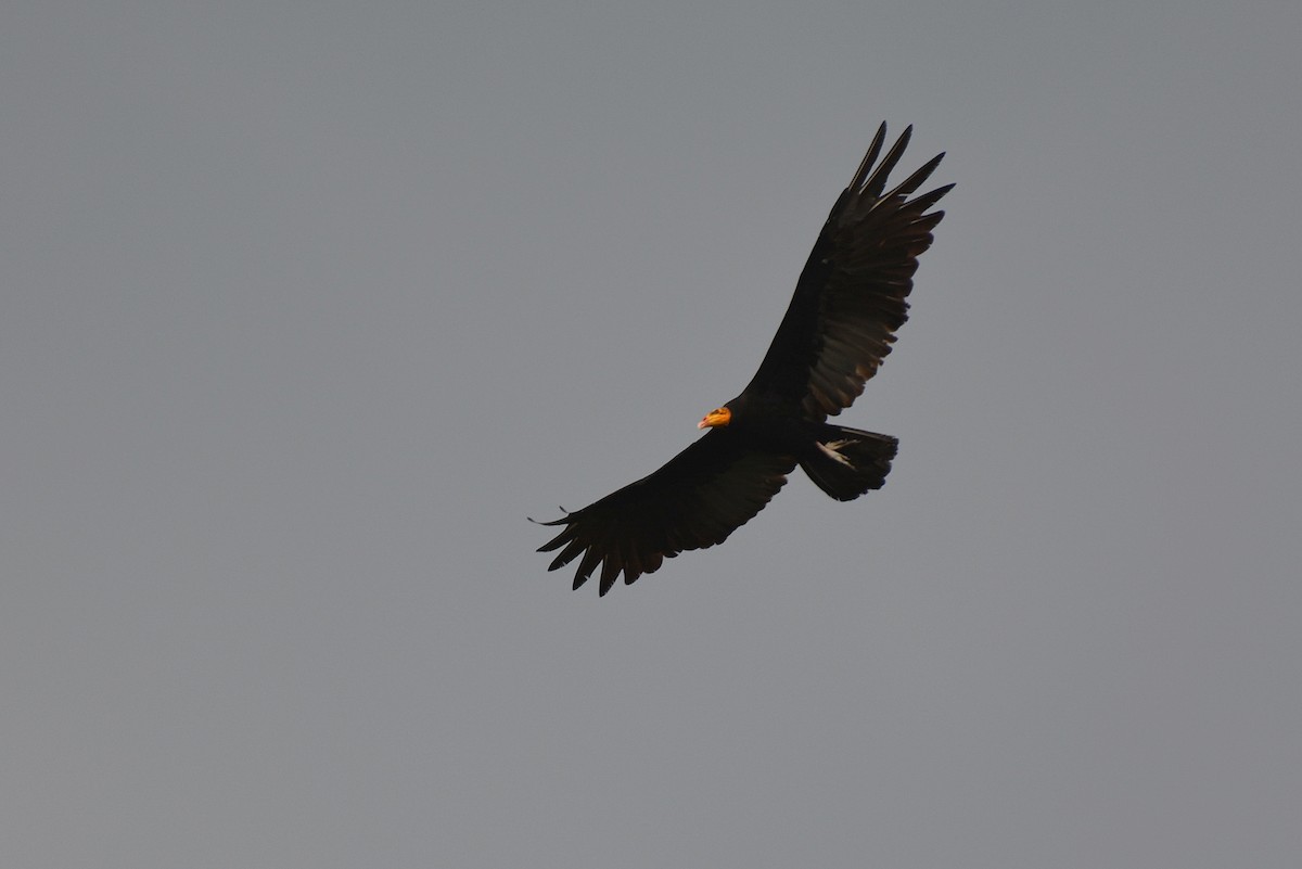 Greater Yellow-headed Vulture - ML83313521