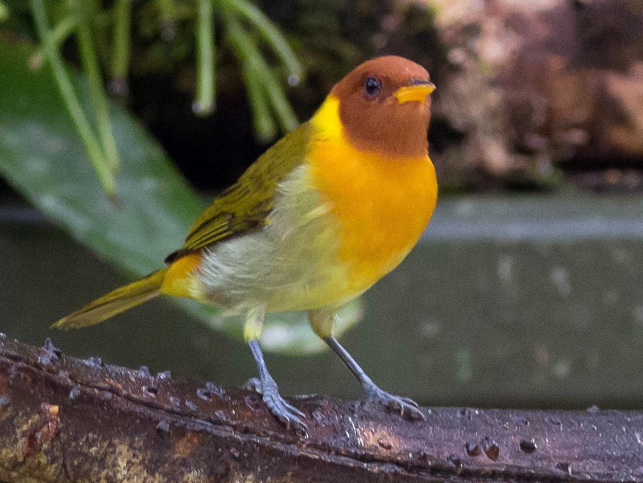 Rufous-headed Tanager - eBird