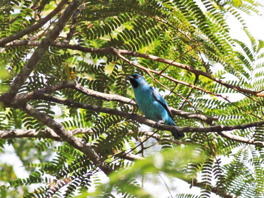 Black-legged Dacnis - Michael Todd