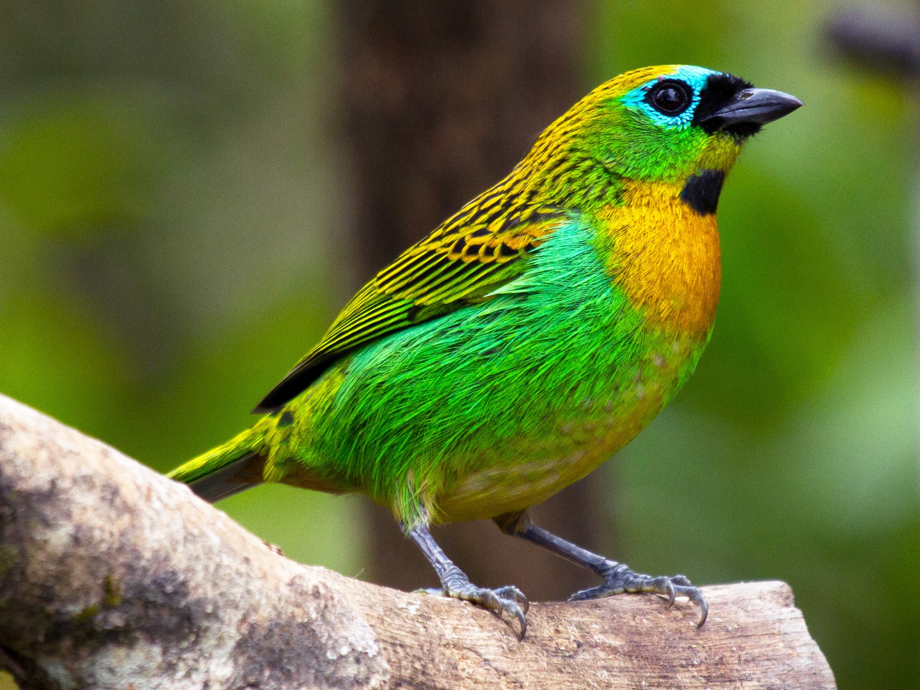 Brassy-breasted Tanager - eBird