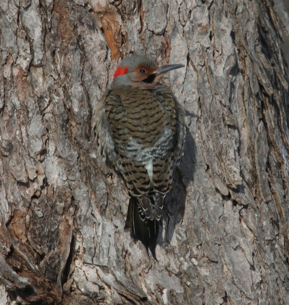 Northern Flicker (Yellow-shafted) - ML83314981