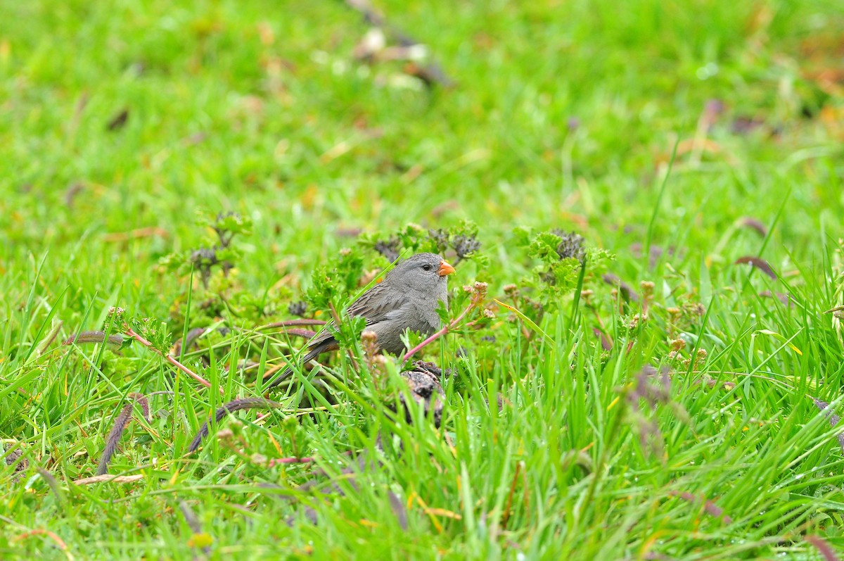 Plain-colored Seedeater - ML83315871
