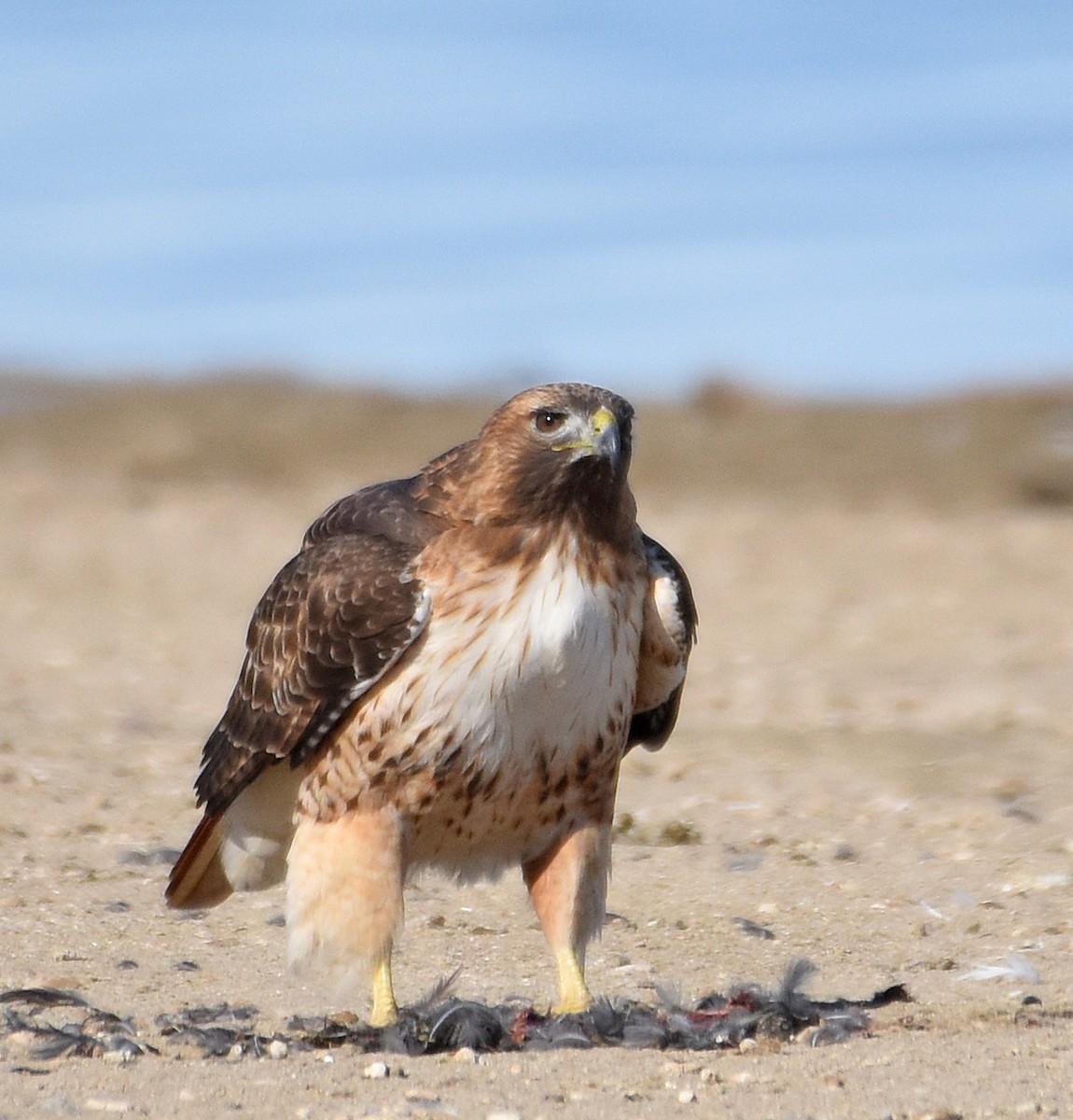 Red-tailed Hawk - ML83316641