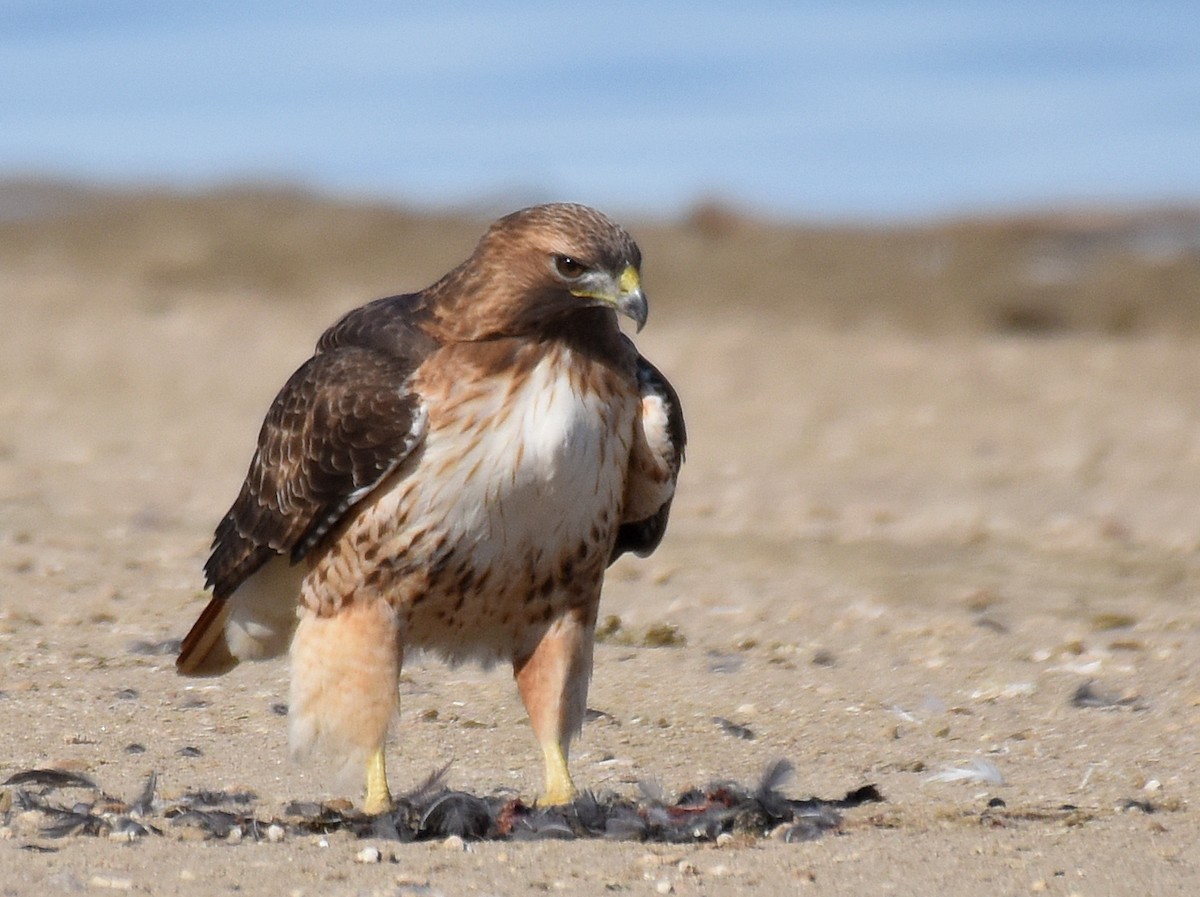 Red-tailed Hawk - ML83316661
