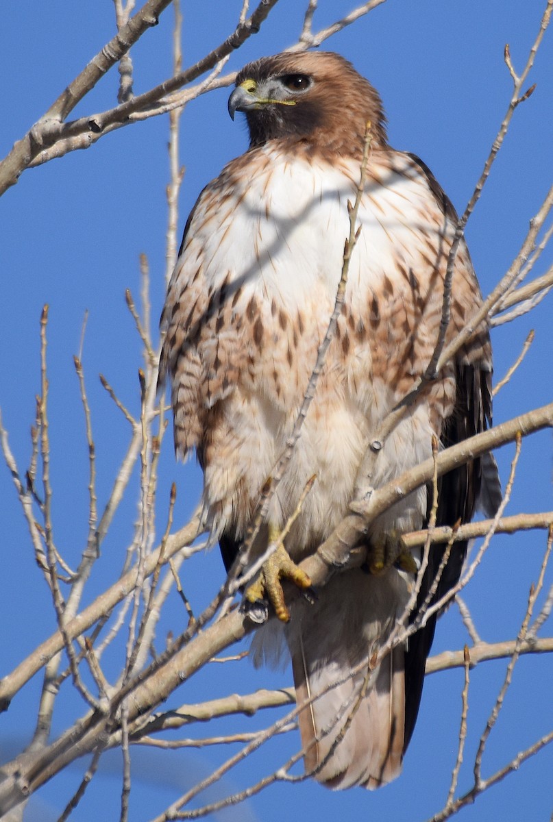 Red-tailed Hawk - ML83316671
