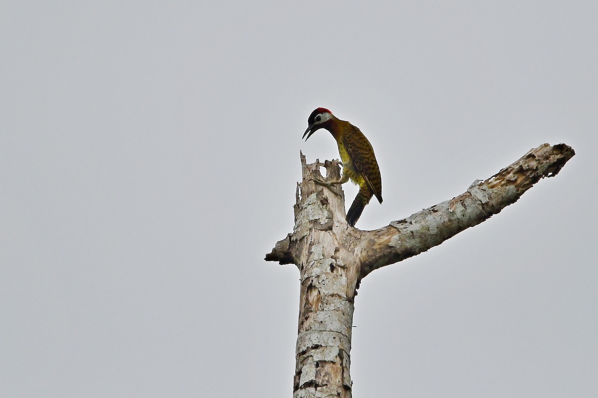 Spot-breasted Woodpecker - ML83317601