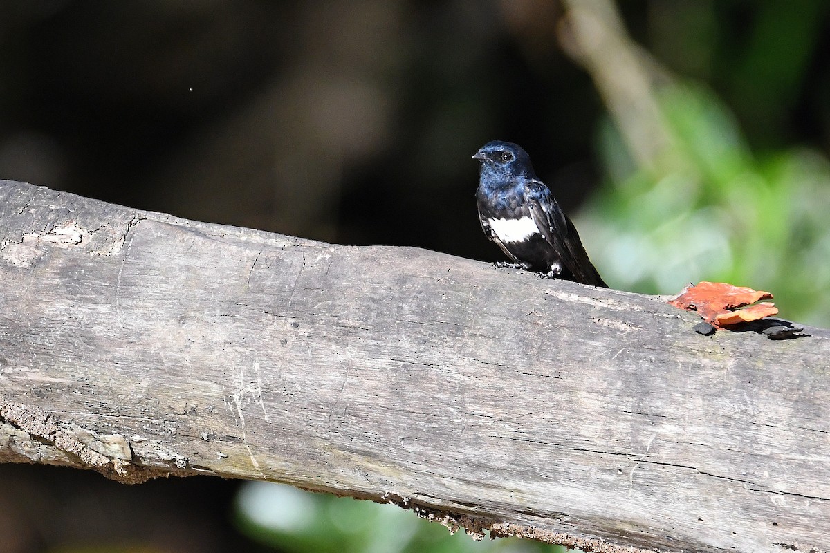 White-banded Swallow - ML83317761