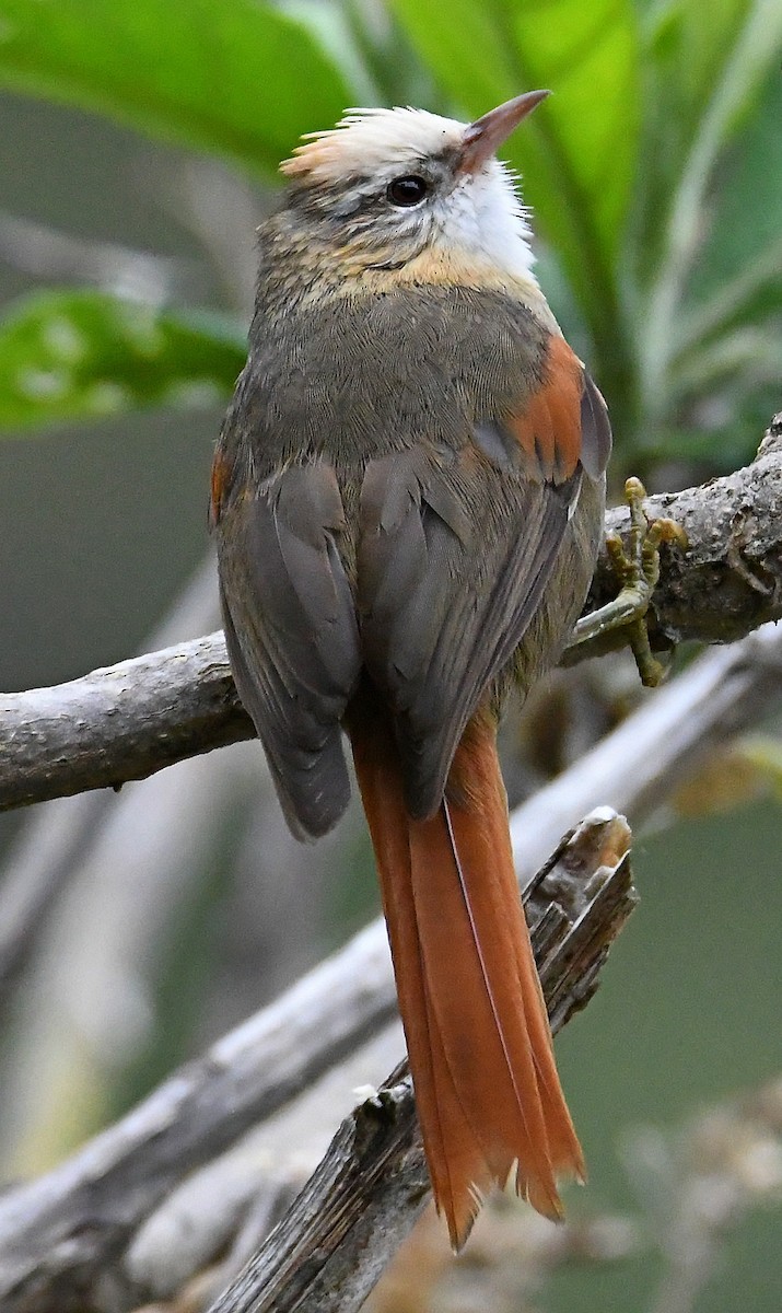 Creamy-crested Spinetail - ML83318111