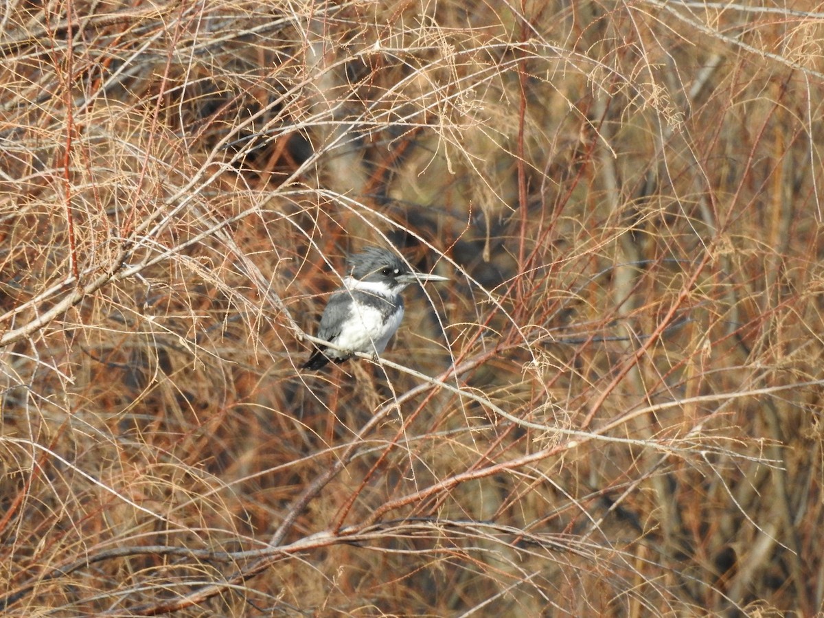 Belted Kingfisher - ML83318311