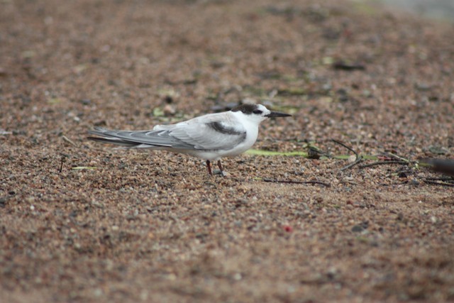 Common Tern - Will Sweet
