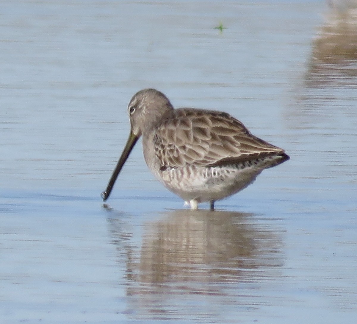 Long-billed Dowitcher - Rosemary Seidler