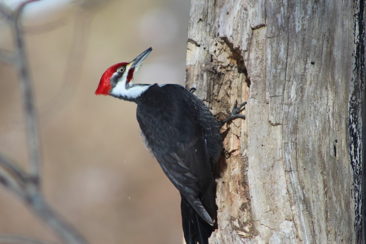 Pileated Woodpecker - ML83320721