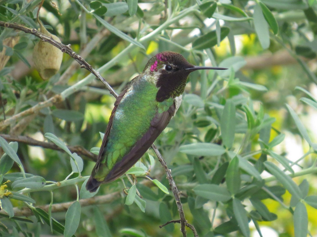 Anna's Hummingbird - Naresh Satyan